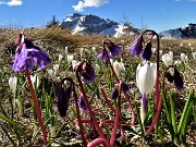 27 Soldanelle alpine e Crocus vernus  con Arera 
